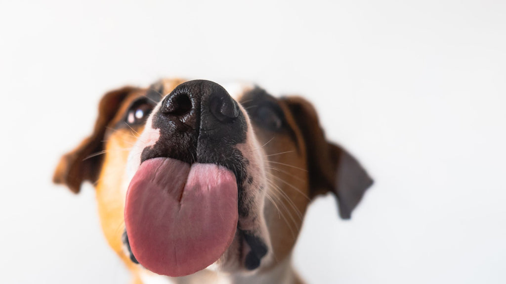 A Comprehensive Guide to Purchasing a Puppy in Singapore: Your Essential Companion Care Resource by Paw Palace SG