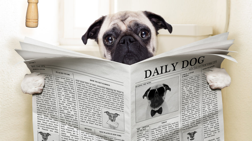 Mastering Indoor Potty/Peepad Training: A Guide for Young Puppies by Paw Palace SG