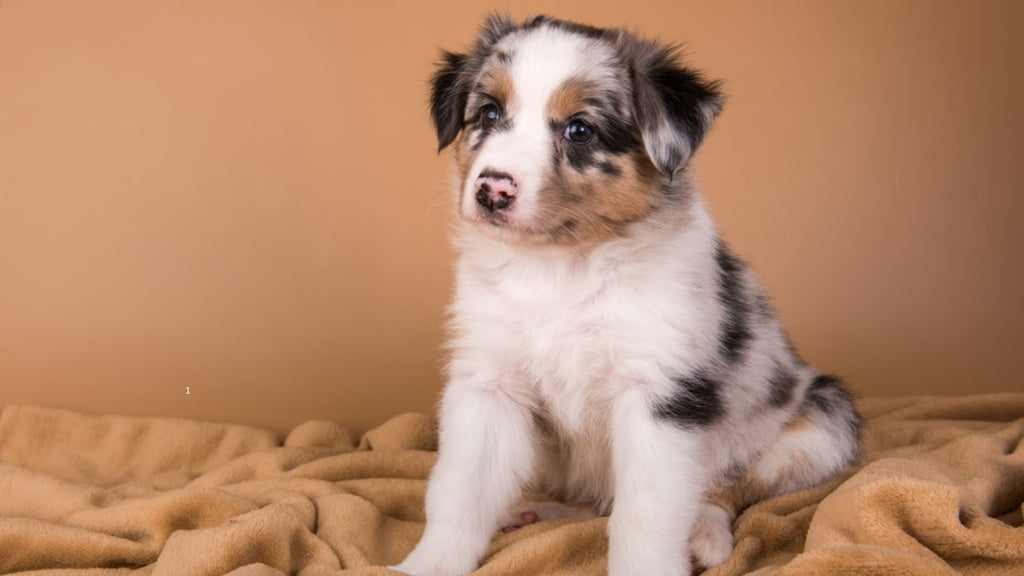 Ultimate Puppy Care Guide: Paw Palace SG's Expert Tips for Happy Pup Parenthood