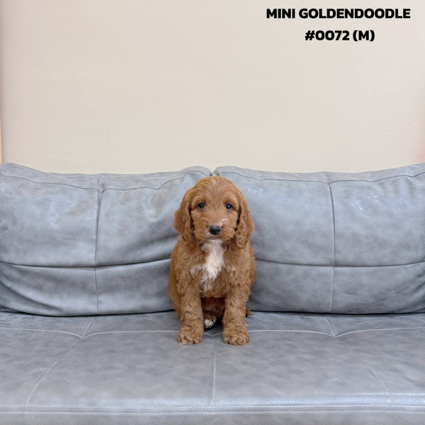 Mini Goldendoodle - 0072 (M)
