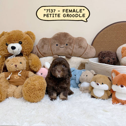 Petite Groodle - 7137 (Female)