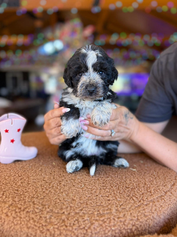4x Mini Bernedoodle - (24th Jan available)