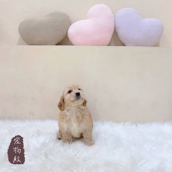 Mini Goldendoodle - 3377 (M)