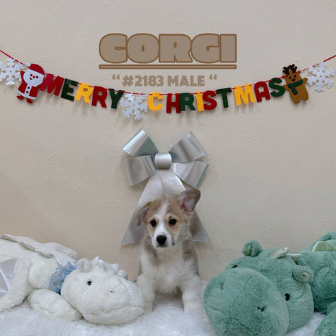 Corgi - 2183 (Male)