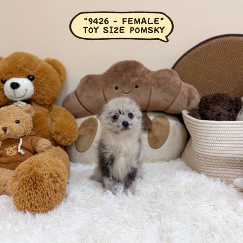 Pomsky (Toy Sized) – Female | Microchip 9426