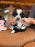 4x Mini Bernedoodle - (24th Jan available)