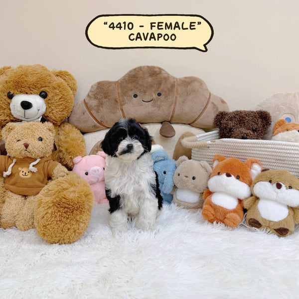 Cavapoo - 4410 (Female)