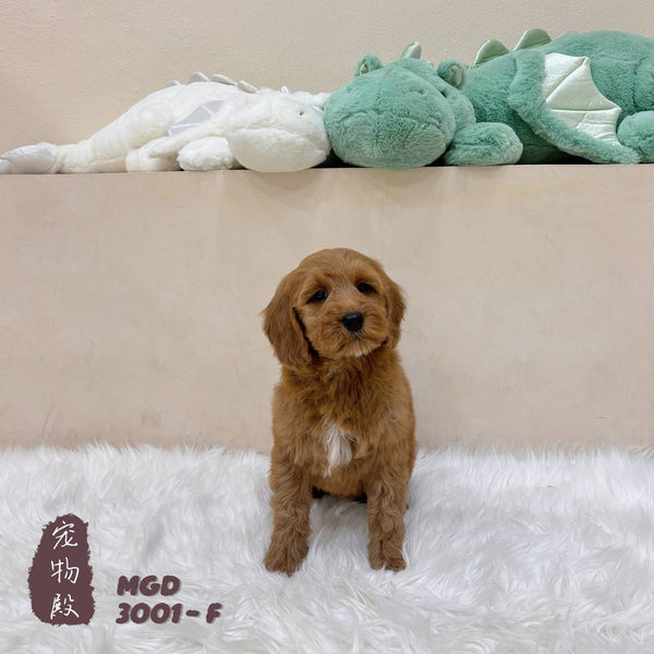 Mini Goldendoodle - 3001 (F)