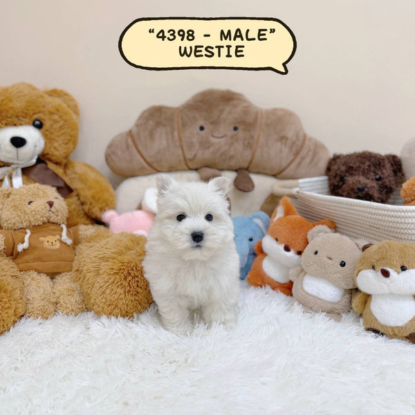 Westie “West Highland Terrier” - 4398 (Male)
