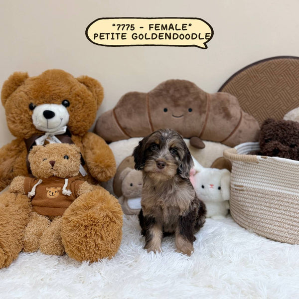Petite Goldendoodle - 7775 (Female)