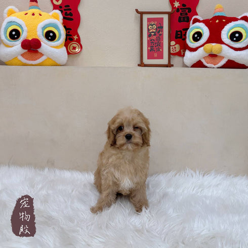 Cavapoo - 1054 (M)