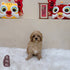 Cavapoo - 1054 (M)