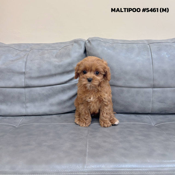 Maltipoo - 5461 (M)