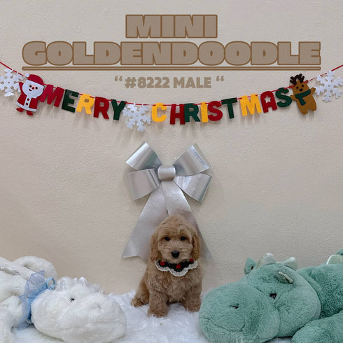 Mini Goldendoodle - 8222 (M)
