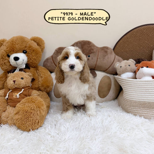 Petite Goldendoodle - 9979 (Male)