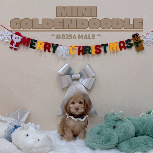 Mini Goldendoodle - 8256 (M)