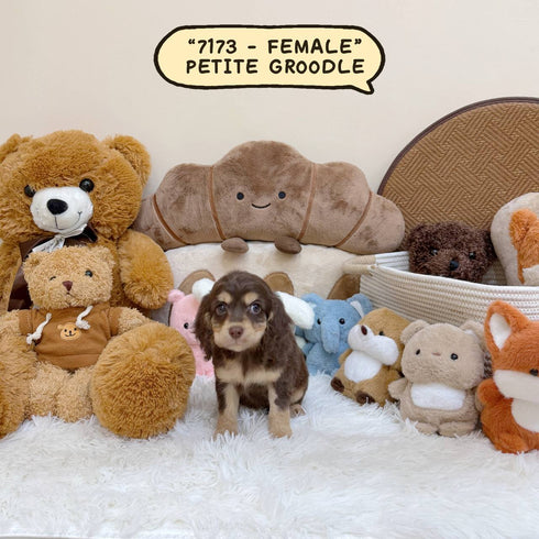 Petite Groodle - 7173 (Female)