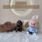 Mini Goldendoodle - 5676 (M)