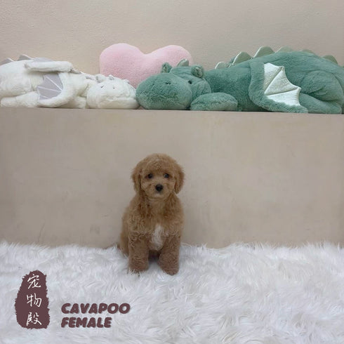 Cavapoo - 5281 (F)