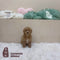 Cavapoo - 5281 (F)
