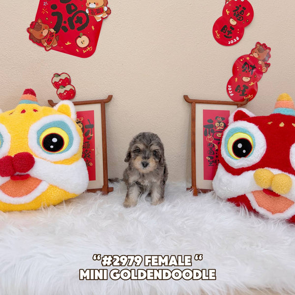 Mini Goldendoodle - 2979 (Female)