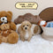 Maltipoo - 0388 (Male)