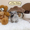 Pomsky (Toy Sized) – Male | Microchip 9431