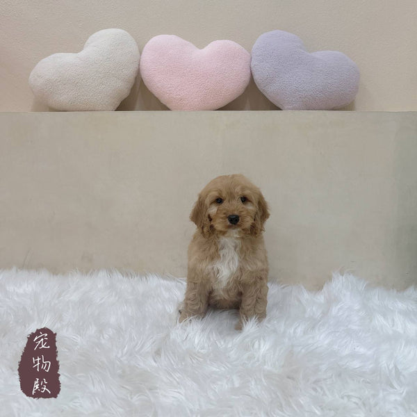 Mini Goldendoodle - 3736 (M)