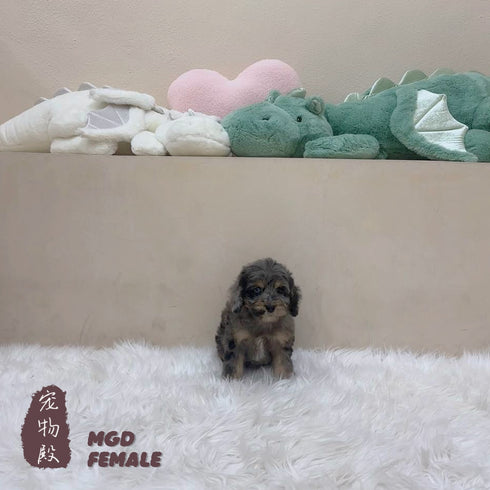 Mini Goldendoodle - 5164 (F)