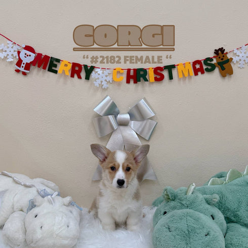 Corgi - 2182 (Female)