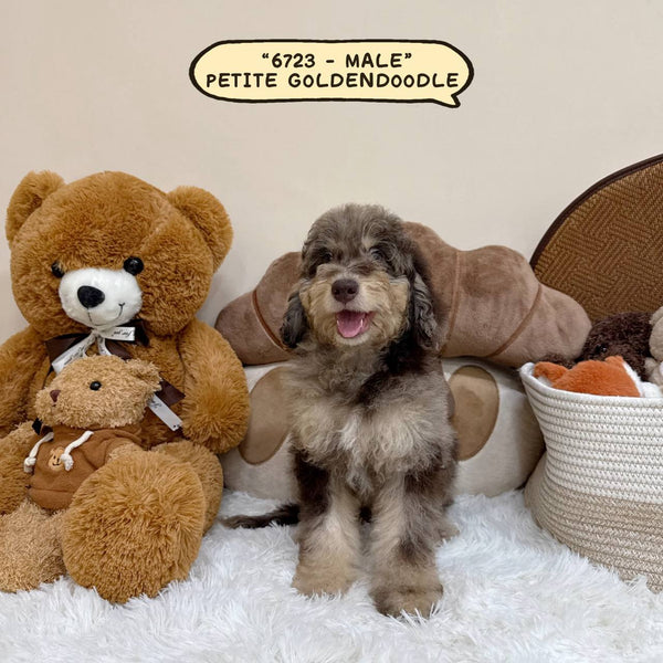 Petite Goldendoodle - 6723 (Male)