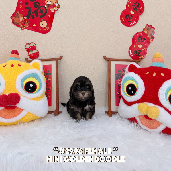 Mini Goldendoodle - 2996 (Female)