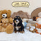 Petite Groodle - 7229 (Male)