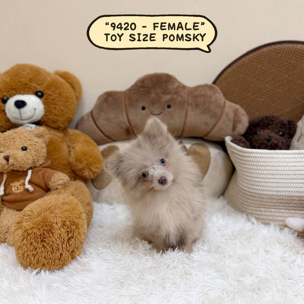 Pomsky (Toy Sized) – Female | Microchip 9420
