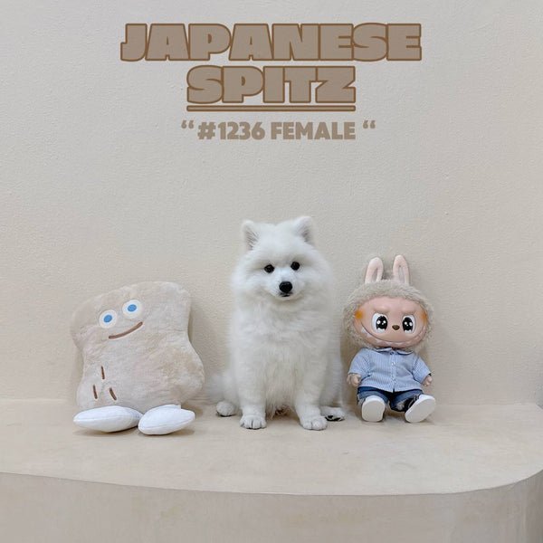 Japanese Spitz - 1236 (Female)