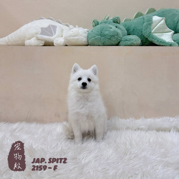 Japanese Spitz - 2159 (F)