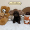 Petite Goldendoodle - 6742 (Male)