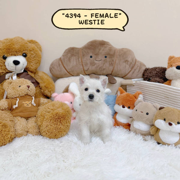 Westie “West Highland Terrier” - 4394 (Female)