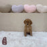 Mini Goldendoodle - 5677 (F)