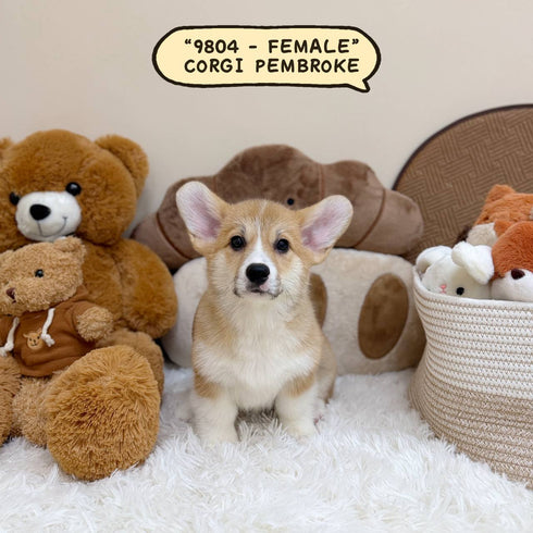 Corgi Pembroke Welsh - 9804 (Female)