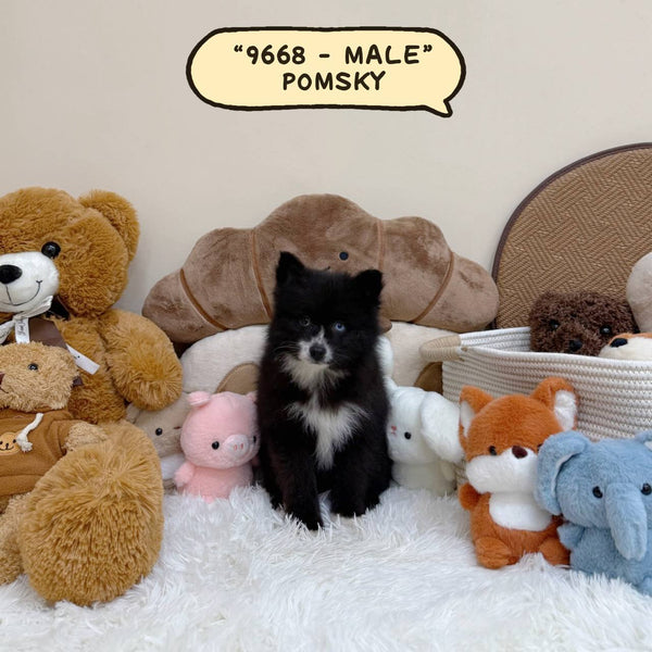 Pomsky - 9668 (Male)