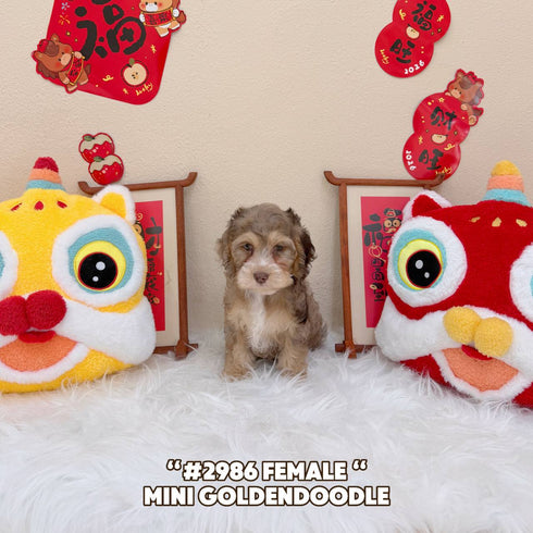 Mini Goldendoodle - 2986 (Female)