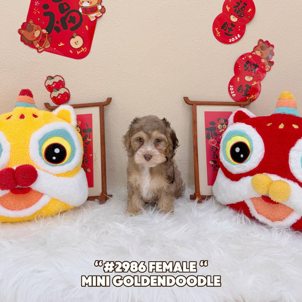 Mini Goldendoodle - 2986 (Female)