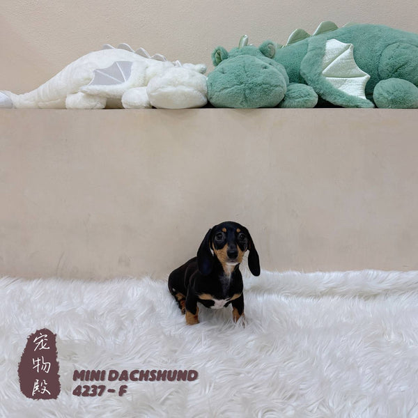 Mini Dachshund - 4237 (F)