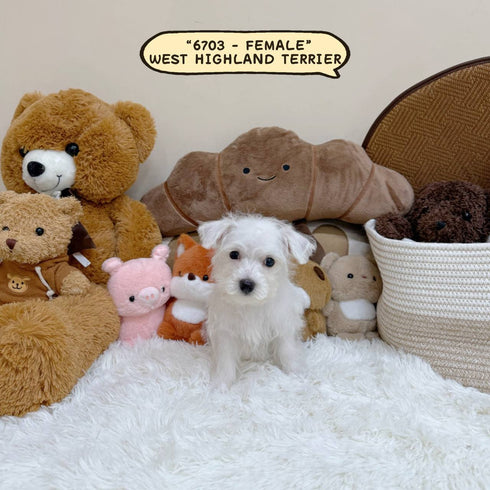 West Highland Terrier “Westie” - 6703 (Female)