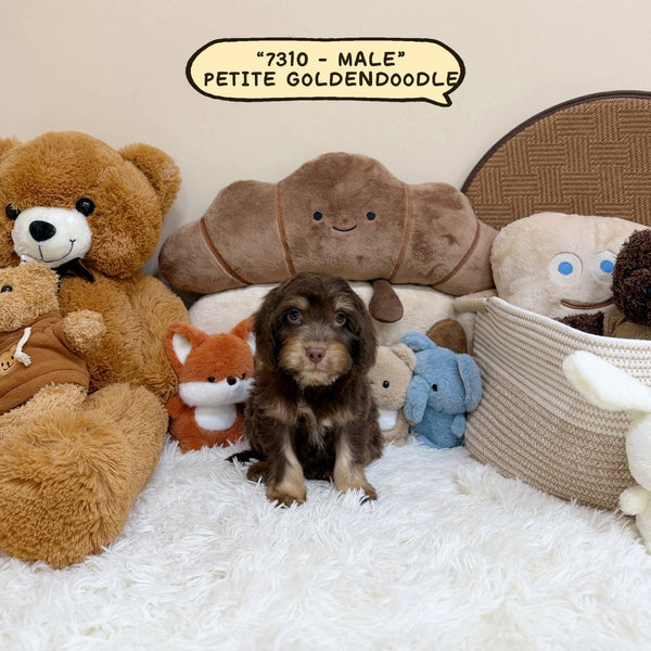 Petite Goldendoodle - 7310 (Male)
