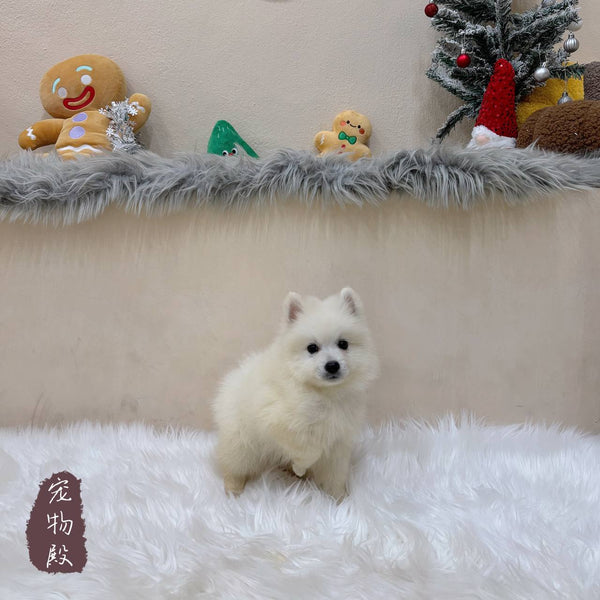 Japanese Spitz - 4357 (M)