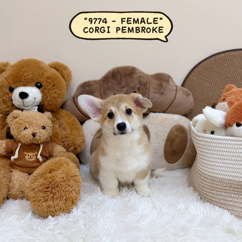 Corgi Pembroke Welsh - 9774 (Female)