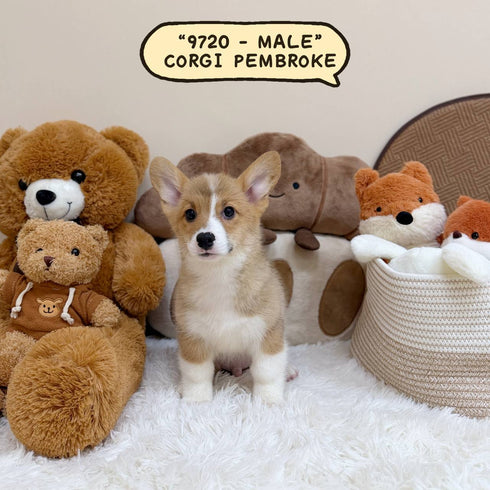 Corgi Pembroke Welsh - 9720 (Male)