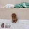 Cavapoo - 1041 (M)
